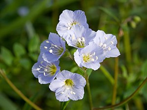 Polemonium reptans flowers