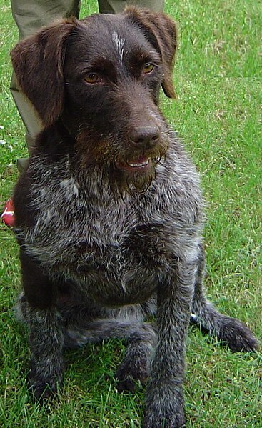 File:Polka, une chienne Drahthaar de 6 ans.jpg