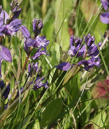 Polygalaceae