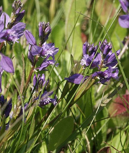 Polygala vulgaris 290504.jpg