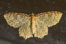 Polynesia sunandava moth.jpg