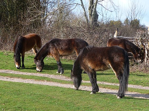 Ponies on Ewyas Harold Common. - Flickr - gailhampshire