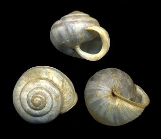 <i>Praticolella</i> genus of molluscs