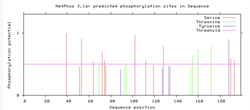 File:Predicted Phosphorylation Sites by NetPhos 3.1.png