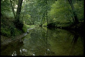 Prince William Forest Park PRWI9793.jpg