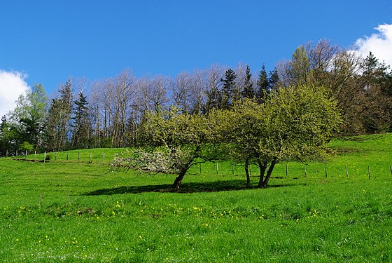 Arbres en fleurs au printemps, près de Monestier de Clermont]