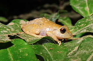 <i>Pristimantis ridens</i> species of amphibian