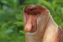 Proboscis monkey (Nasalis larvatus) male head.jpg