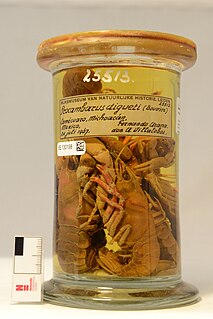 <i>Procambarus digueti</i> Species of crayfish