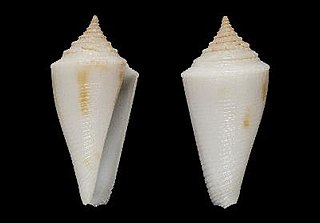 <i>Profundiconus maribelae</i> Species of gastropod