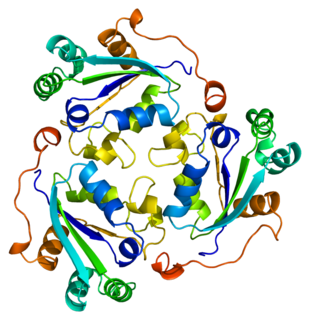 <span class="mw-page-title-main">NME1</span> Protein-coding gene in the species Homo sapiens