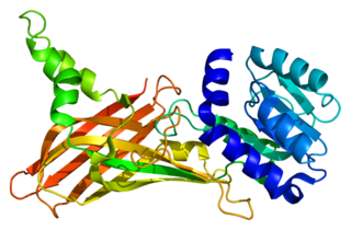 PRMT1 protein-coding gene in the species Homo sapiens