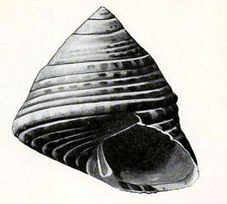 <i>Prothalotia suturalis</i> species of mollusc