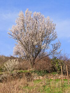 Prunus amygdalus Habitus