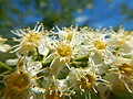 Thumbnail for File:Prunus virginiana - chokecherry - Flickr - Matt Lavin (17).jpg