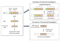Pseudo gene schematic.png