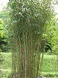 Thumbnail for Pseudosasa japonica