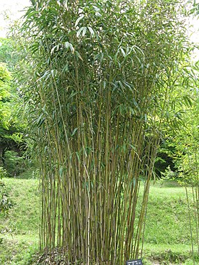 Pseudosasa japonica6.jpg