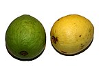 Psidium guajava (fruit).jpg