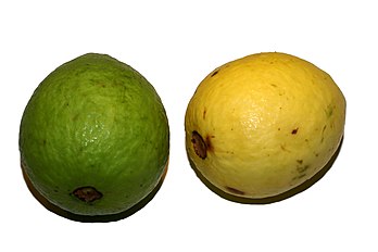 unripe and ripe fruit