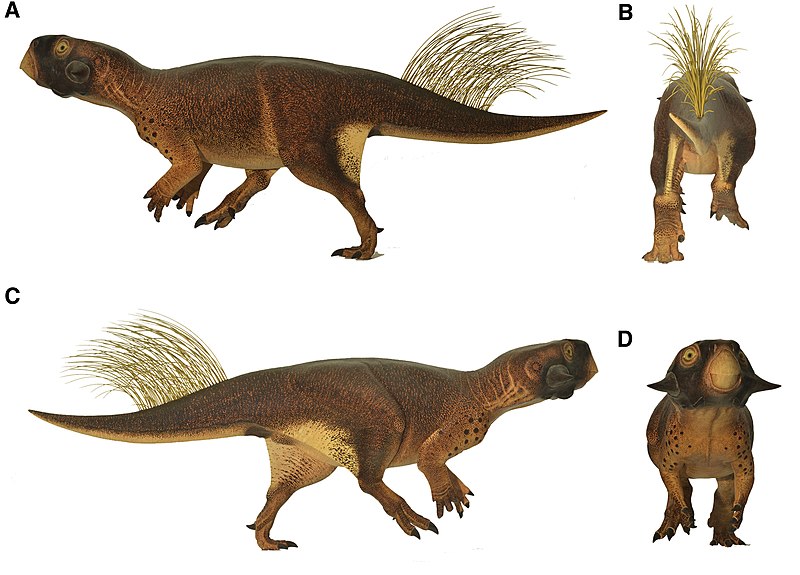 File:Psittacosaurus model.jpg