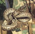 Thumbnail for List of reptiles of Puerto Rico