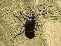 Kleine poppenrover (Calosoma inquisitor)