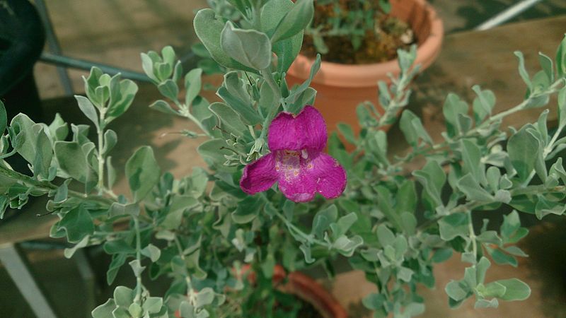 File:Purple Sage (Leucophyllum frutescens).jpg