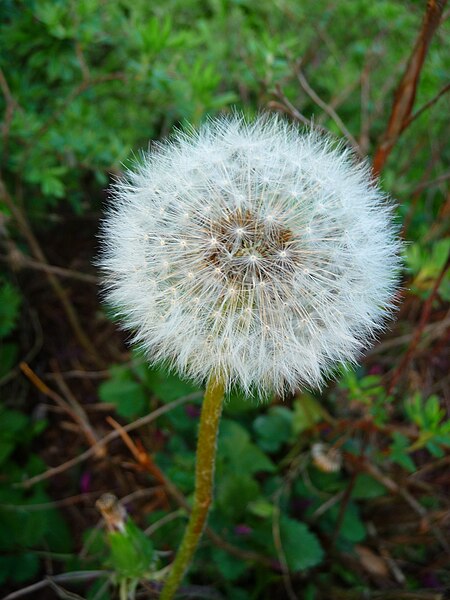 File:Pusteblume im Detail.JPG