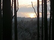 Zachód Słońca w lesie