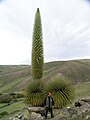 rastlina Puya raimondii