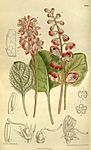 Pyrola uliginosa bracteata 143-8710.jpg