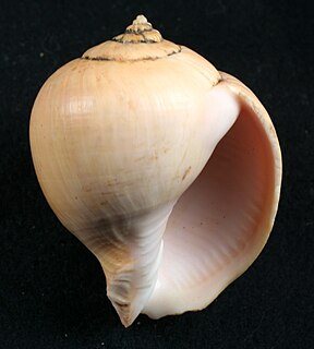 <i>Pyruclia</i> Genus of gastropods