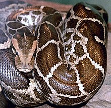 Жолбарыс питон, Python molurus