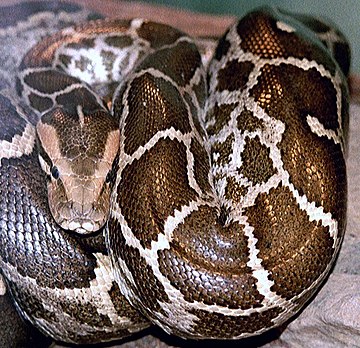 Python molurus