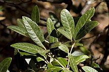 Quercus hypoleucoides - Flickr - aspidoscelis (1).jpg