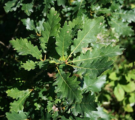 Разновидности дуба. Quercus Iberica. Дуб грузинский (Quercus Iberica Stev). Quercus hartwissiana. Дуб клёнолистный (Quercus acerifolia).