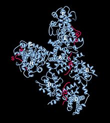 Crystal structure of the retinoblastoma tumour suppressor protein bound to E2F RB1.JPG