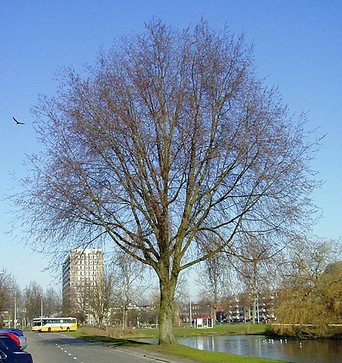 'Vegeta', Groningen.