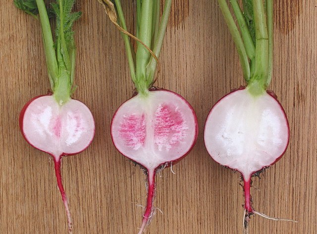 Section through red globe radishes