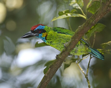 Takur ubun merah (burung)