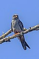* Nomination Red-footed falcon (Falco vespertinus) male --Charlesjsharp 11:07, 1 August 2022 (UTC) * Promotion  Support Good quality. --Drow male 21:11, 5 August 2022 (UTC)