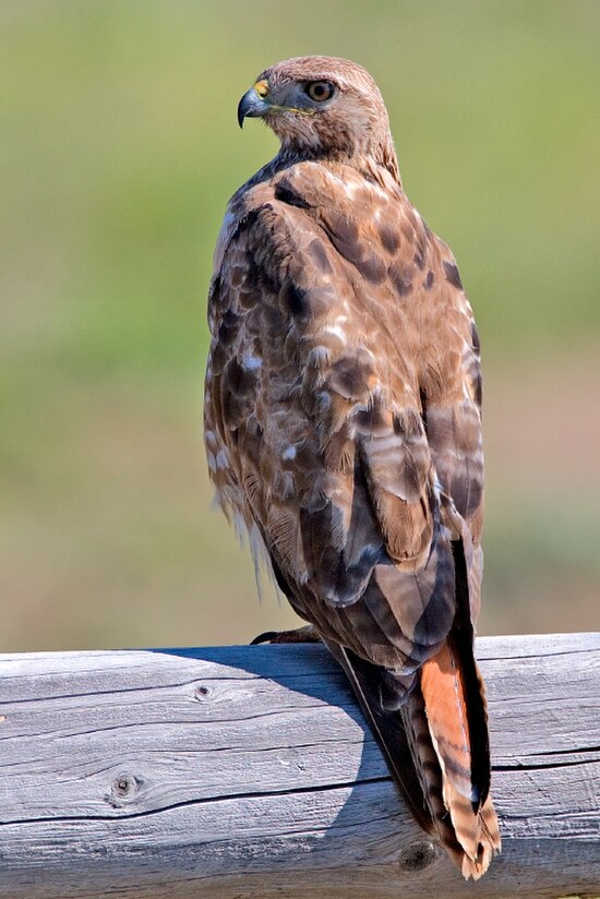 A Red-tailed hawk (Buteo jamaicensis), a member of the Buteo group