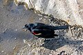 * Nomination Red-winged blackbird --Fabian Roudra Baroi 01:56, 16 May 2023 (UTC) * Promotion  Support Good quality. --Rjcastillo 02:03, 16 May 2023 (UTC)