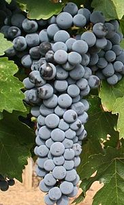 Uvas Red Mountain Cabernet Sauvignon de Hedge Vineyards.jpg