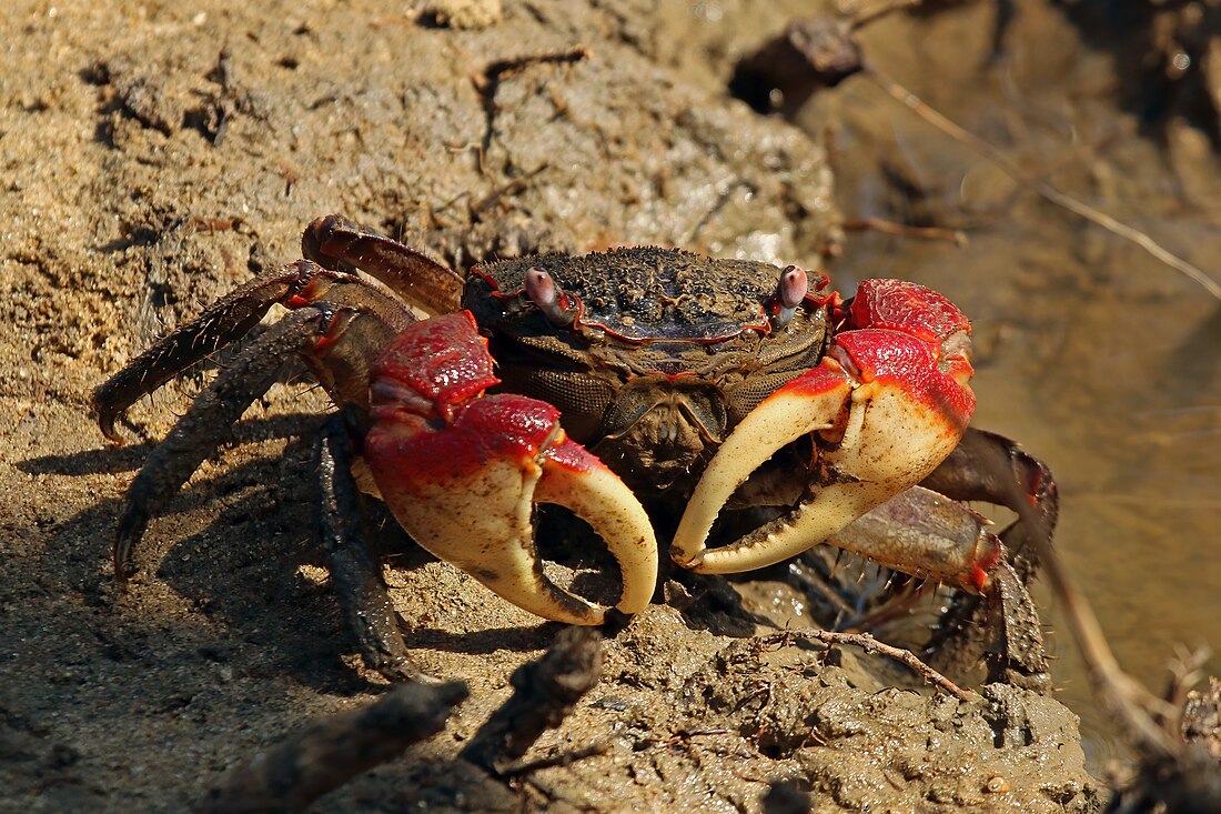 Mangrove crab