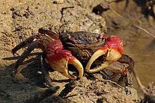 Mangrove crab Crabs that live on or among mangroves