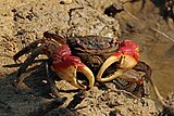 Red mangrove crab (Neosarmatium meinerti).jpg