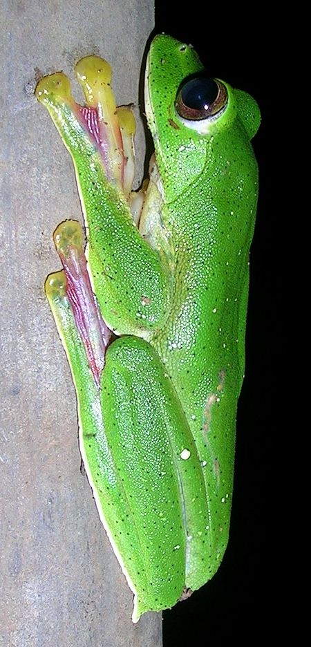 Rhacophorus malabaricus flat.jpg