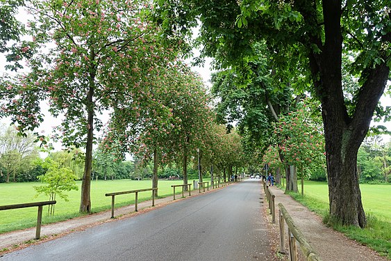 Rheinallee in Speyer with blossoming red horse chestnut trees